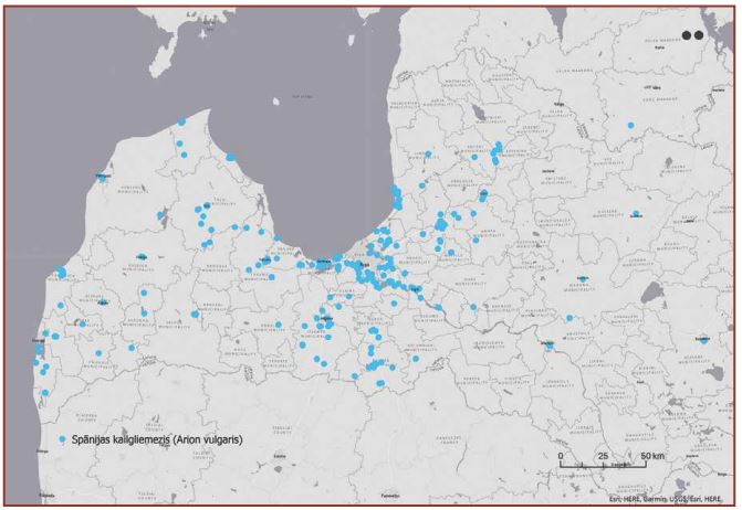 Spānijas kailgliemeža izplatība Latvijā 2022. gadā (Kartes autore: L. Zilvere)